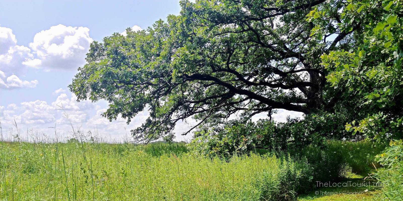 Oak tree in Pleasant Valley Conservation Area in McHenry County Illinois