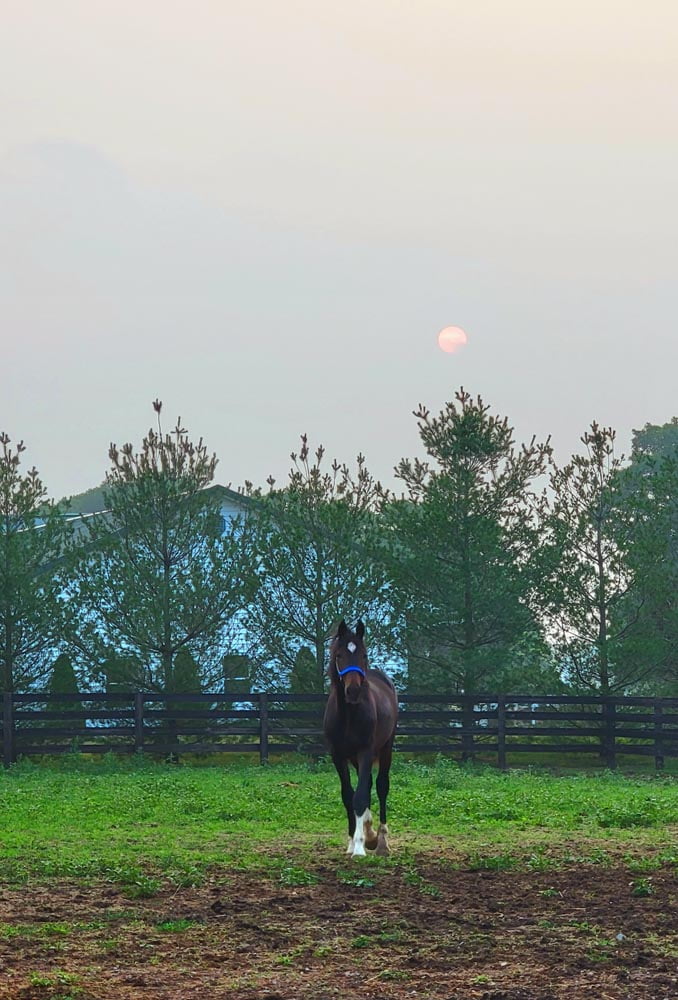 Horse saying goodbye at The Carriage House