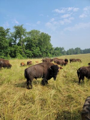 Tour Cook's Bison Ranch & Feed the Fluffy Cows