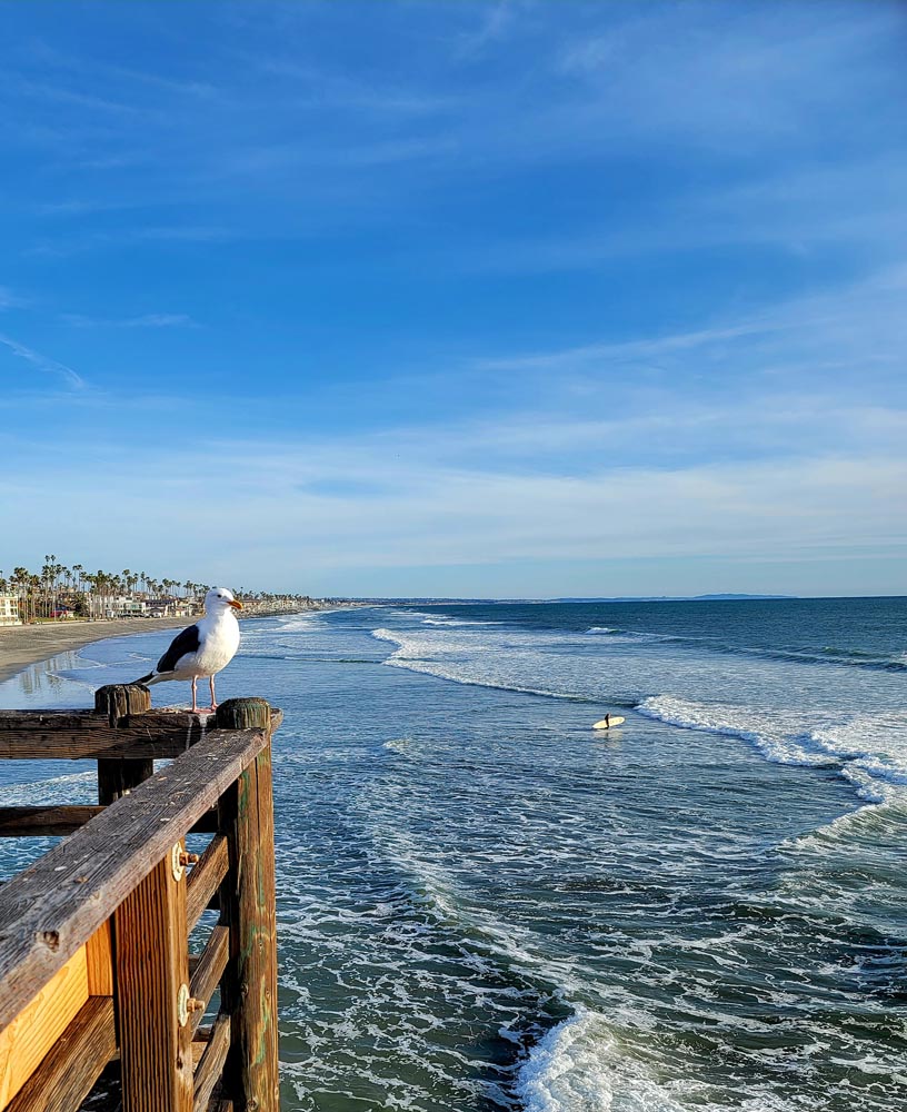 Seagull on rail overlooking Pacific Ocean in Oceanside.