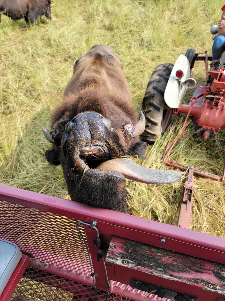 Feeding bison in LaGrange County Indiana