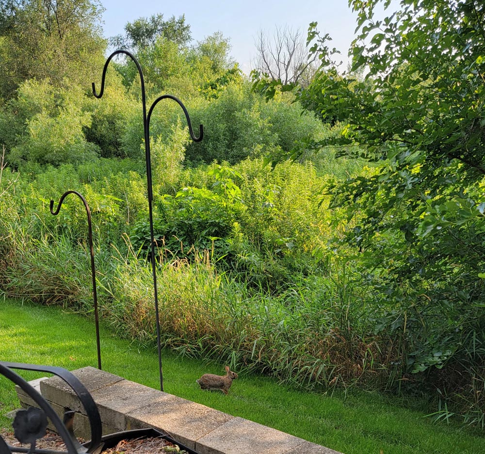 View of wetlands behind Theresa's house
