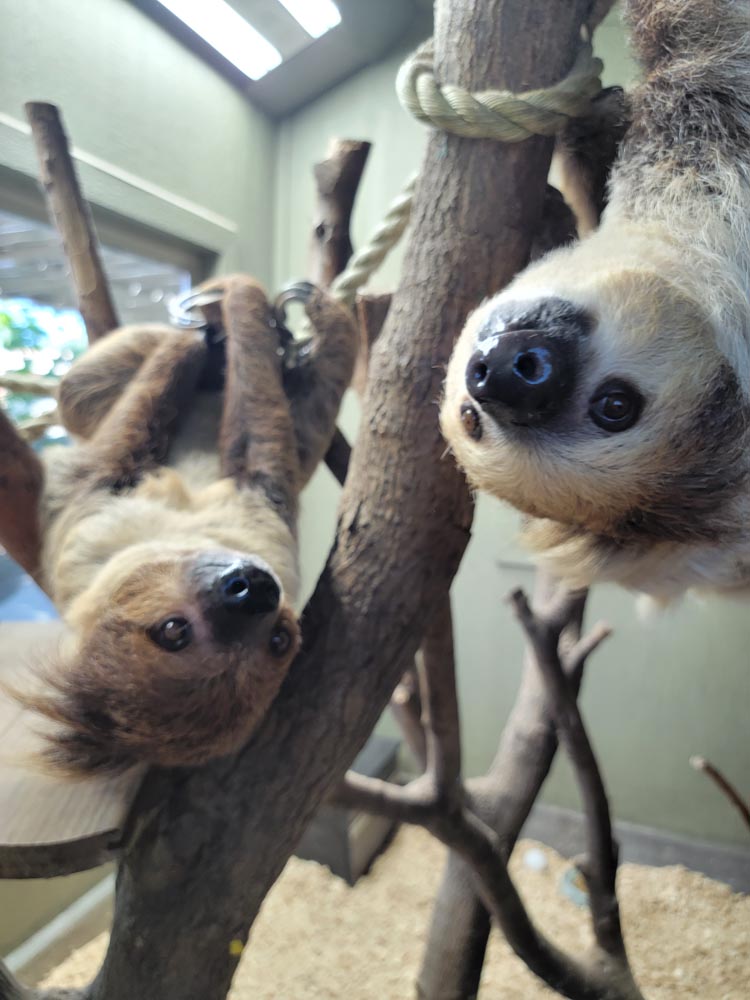 Sloths in Wichita